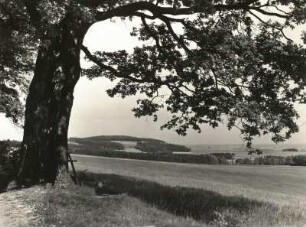 Eiche, geschützt, am Nordosthang des Wohlaer Berges bei Kamenz mit Blick auf Wiesa