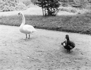 Schwan und Ente am Putbuser Schlossteich