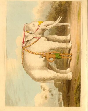 The white elephant