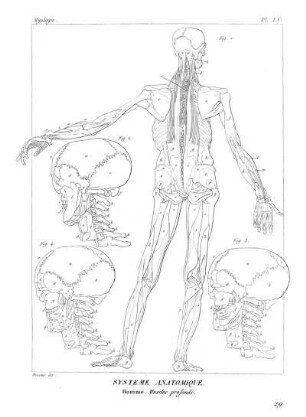 Pl. LV. Systême Anatomique. Homme. Muscles profonds.