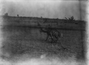 Hyäne : Eine Hyäne in der Steppe
