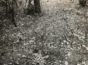 Vogel-Nestwurz (Neottia nidus-avis Rich.) Jena. Bestandsbild