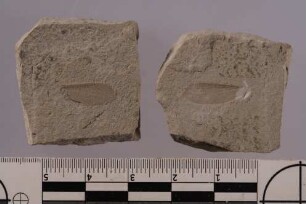 Termite (Ulmeriella willershausensis)