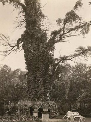 Leuben (Leuben-Schleinitz). Eiche (Quercus) mit Efeu und Misteln