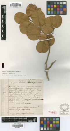 Capparis cynophallophora L. var. Griseb. latifolia