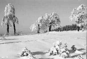 Schauinsland: Verschneite Wetterbuchen