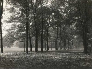 Leipzig, Pleiße-Aue, Herbststimmung an der Koburger Straße