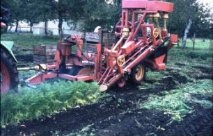 Fotografie: Gartenbautechnik-Freiland, Erntetechnik, Möhren, Radies, Sellerie, Zwiebel