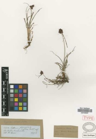 Cyperus phaeocephalus Griseb. [type]