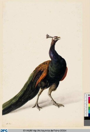 Pfau