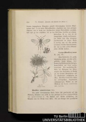 Cynips (Rhodites) rosae L.
