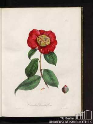 No. 5. Camellia dianthiflora.