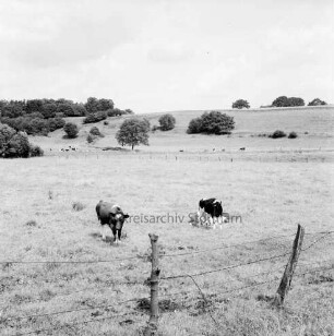 Travetal: Landwirtschaft: Weiden mit Kuhherden: vorn Zaun: Knicklandschaft