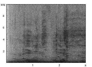 Hausschwein | Sus scrofa f. domestica - Ruf