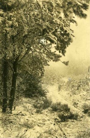 Winterwald bei Hohenecken
