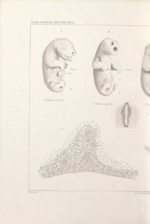 Zoologische Jahrbücher. Abteilung für Anatomie und Ontogenie der Tiere : Zeitschr. für Systematik, Geographie u. Biologie d. Tiere. 11. 1898, [b] = Atlas