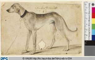Stehender Windhund