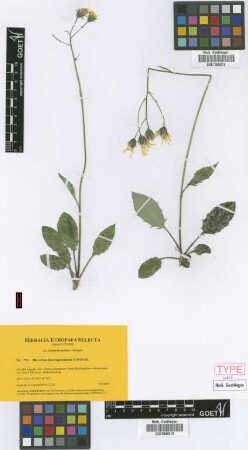 Hieracium boreoapenninum Gottschl. [paratype]