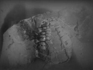 Seeigeleinschluss in Feuerstein (Echinoconus abbreviat), gefunden bei Weißenberg-Obergebelzig (Kreis Bautzen)