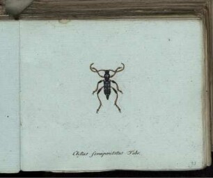 Clytus femipunctatus Fabr. [bis] Pfocus quadripunctatus Fabr.