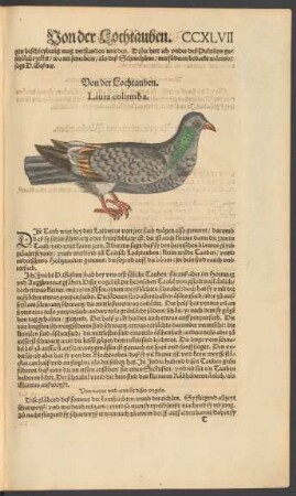 Von der Lochtauben. Livia columba.