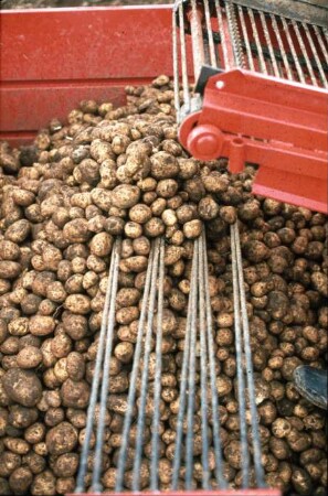 Fotografie: Kartoffelvollernter, Kartoffelsammelroder