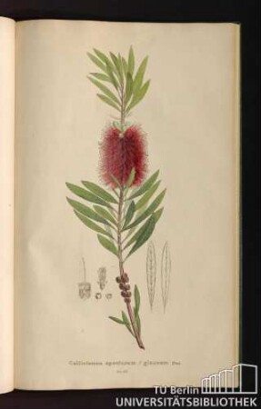 Tab. 63. Callistemon speciosum glaucum Dec.