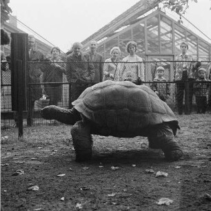 Zootiere. Riesenschildkröte im Tierpark Berlin-Friedrichsfelde