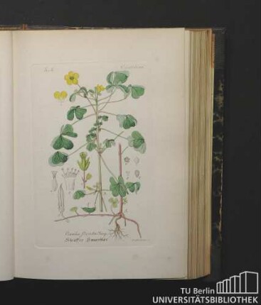 Oxalideae. Oxalis Stricta Jacq. Straffer Sauerklee.