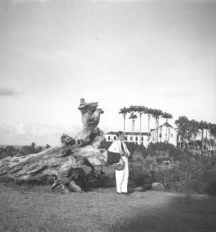 Reisefotos Brasilien. Pernambuco. Der Bordfotograf Franz Grasser neben einem abgestorbenen Baum