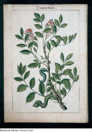 Terpentin baum, Seite 5