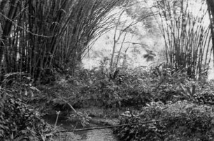 Reisefotos Karibik. Trinidad. Bambus an einem Wasserlauf