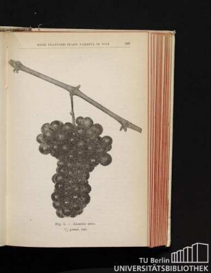 Fig. 3. - Aleatico nero. 1/2 grand. nat.