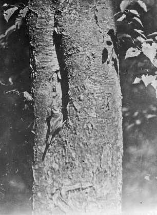 Haubenmeise : Rochlitzer Berg, Haubenmeise (Lophophanes cristatus, Syn. Parus cristatus) vor der Nisthöhle (Baumhöhle)