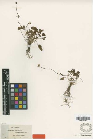 Ranunculus demissus DC. var. hispanicus Boiss.[type]