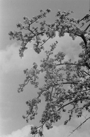 Baumblüte und Landschaftsansichten : Blühender Obstbaum