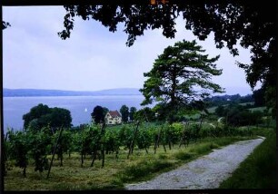 Birnau: Weinlandschaft am See