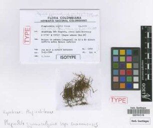 Plagiochila wolfii Inoue [isotype]