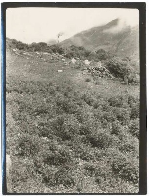 Chacra mit Oka und Olluco im Llave-Tal bei Cochabamba