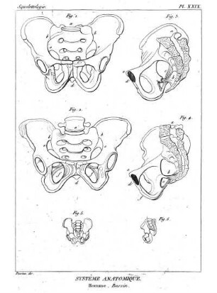 Pl. XXIX. Systême Anatomique. Homme. Bassin.