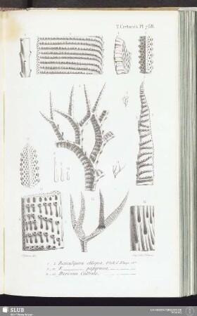 T. Crétacés, Pl. 768