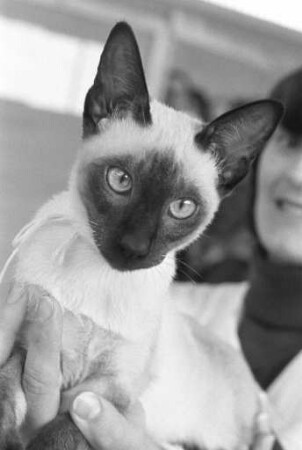 9. Internationale Katzenausstellung in der Nancyhalle in Karlsruhe