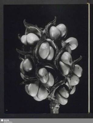 Magnolia virginiana, Sammelfrucht der Magnolie