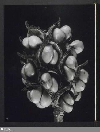 Magnolia virginiana, Sammelfrucht der Magnolie