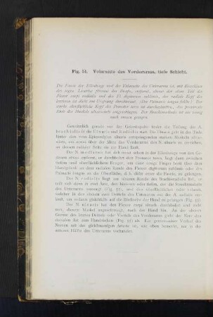 Fig. 51. Volarseite des Vorderarms, tiefe Schicht.