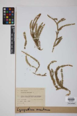 Lycopodium annotinum annotinum L.