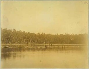 Jungen in einer Lagune (Hamburger Südsee-Expedition 1908-1910)