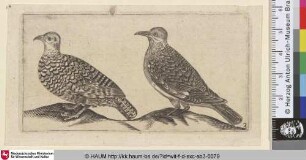 [Zwei Tauben; Two pigeons, in profile to the left]