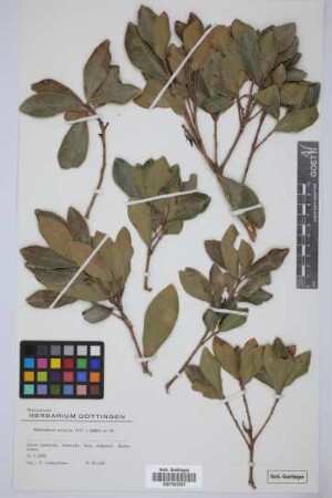 Heberdenia excelsa (Ait.) Banks ex Roem. & Schult.