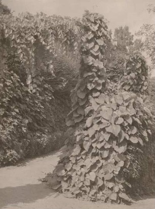 Dahlen. Schloßpark. Pfeifenstrauch an der Feigenwand